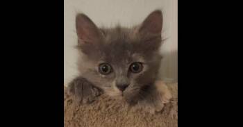 Peanut 