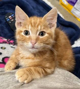 Redwood -  American Bobtail and Domestic Short Hair Cat Available for Adoption in Cromwell, Kentucky - Redwood | PetCurious