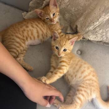 Spud -  Domestic Short Hair Cat for Adoption in Lakewood, California - Spud | PetCurious