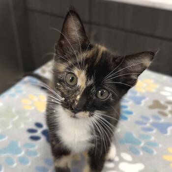 Patches -  Domestic Short Hair Cat for Adoption in Zimmerman, Minnesota - Patches | PetCurious