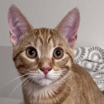 ASHLAN -  Tabby Cat for Adoption in Delhi, Ontario - ASHLAN | PetCurious