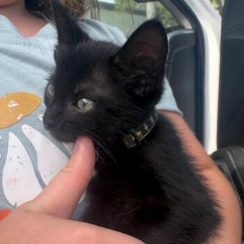 Bigtail -  Domestic Medium Hair Cat for Adoption in Westminster, California - Bigtail | PetCurious