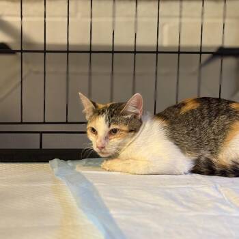 Bejeweled -  Domestic Short Hair Cat for Adoption in Brighton, Missouri - Bejeweled | PetCurious