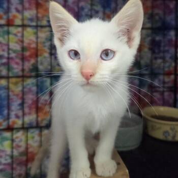 Fiona -  Domestic Short Hair Cat for Adoption in Belfair, Washington - Fiona | PetCurious