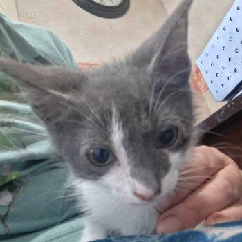 Rescue Domestic Short Hair Cats for Adoption in Springfield, Ohio - Dexter | PetCurious