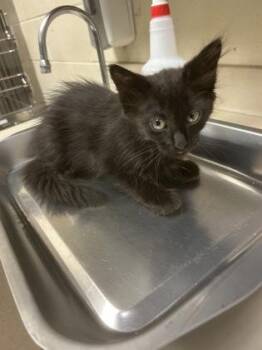 Jetta -  Domestic Long Hair Cat for Adoption in Wichita, Kansas - Jetta | PetCurious