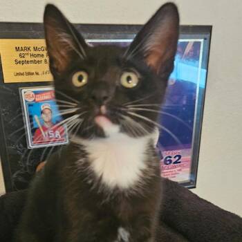 Anthony -  Domestic Short Hair Cat for Adoption in Chino Hills, California - Anthony | PetCurious