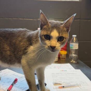 TUSC-Stray-85359 -  Domestic Short Hair Cat for Adoption in Tuscaloosa, Alabama - TUSC-Stray-85359 | PetCurious