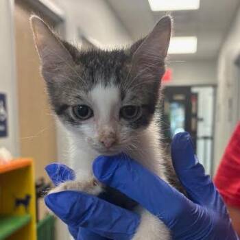 Suede -  Domestic Short Hair Cat for Adoption in Marshall, Texas - Suede | PetCurious