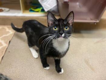 Rescue Domestic Short Hair Cats for Adoption in Fort Wayne, Indiana - CHICKEN JOCKEY | PetCurious