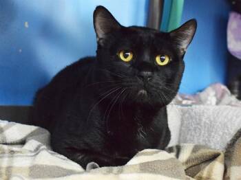 Domestic Short Hair Cats Available for Adoption in Sacramento, California - BIG BEN | PetCurious