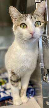 Domestic Short Hair Cats Available for Adoption in Fort Worth, Texas - Muńeca | PetCurious