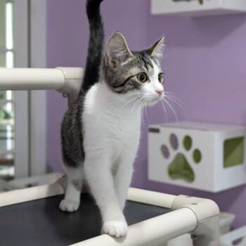 Honeybee -  Domestic Short Hair Cat for Adoption in Mckean, Pennsylvania - Honeybee | PetCurious