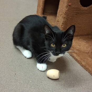 Fuji -  Domestic Short Hair Cat for Adoption in Middlebury, Vermont - Fuji | PetCurious
