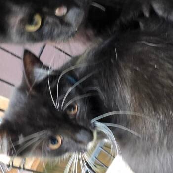 Smith 3 -  American Shorthair Cat for Adoption in Melrose, Florida - Smith 3 | PetCurious