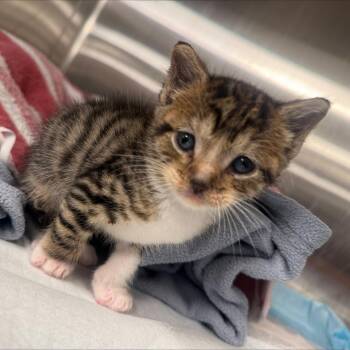 Jimbo -  Domestic Short Hair Cat for Adoption in New York, New York - Jimbo | PetCurious
