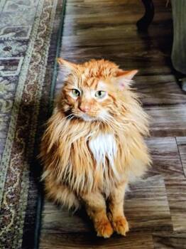 Caprese -  Domestic Long Hair Cat for Adoption in Wheaton, Illinois - Caprese | PetCurious