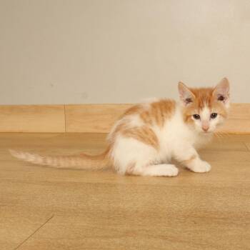 Where C70740 -  Domestic Short Hair Cat for Adoption in Minnetonka, Minnesota - Where C70740 | PetCurious