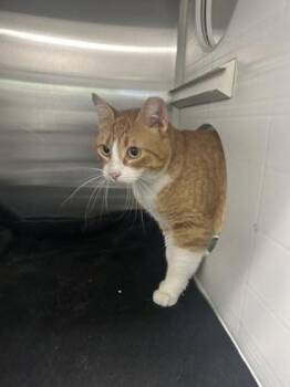 Sailor Moon -  Domestic Short Hair Cat for Adoption in Fort Worth, Texas - Sailor Moon | PetCurious