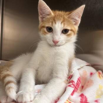 Sonic -  Domestic Short Hair Cat for Adoption in Newark, New Jersey - Sonic | PetCurious