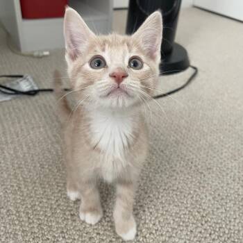Fig -  Domestic Short Hair Cat for Adoption in Chino Hills, California - Fig | PetCurious