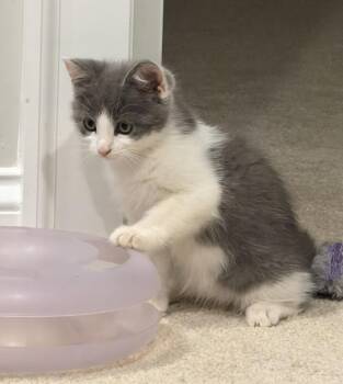 Silverton -  Domestic Short Hair Cat for Adoption in Buford, Georgia - Silverton | PetCurious