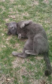 Tux (Courtesy Post) -  Domestic Short Hair Cat for Adoption in Lemoyne, Pennsylvania - Tux (Courtesy Post) | PetCurious