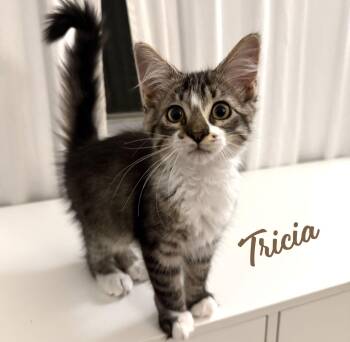 Maine Coon and Domestic Medium Hair Cats Available for Adoption - Tricia #valley-girl | PetCurious