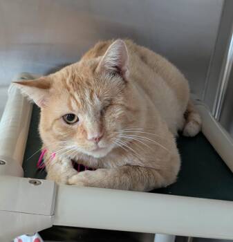 Rescue Domestic Short Hair Cats for Adoption in La Crescent, Minnesota - OTTO | PetCurious