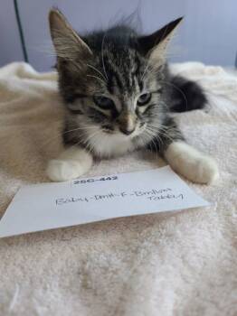 Rescue Domestic Medium Hair and Domestic Short Hair Cats for Adoption in Willmar, Minnesota - Doc | PetCurious