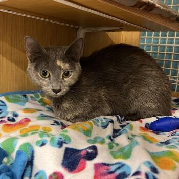 Hera -  Domestic Short Hair Cat for Adoption in Manhattan, Kansas - Hera | PetCurious