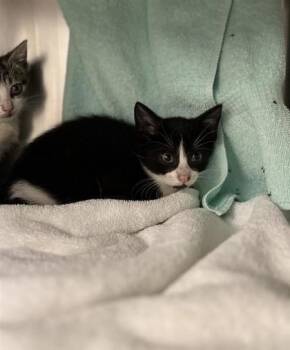 Dominic -  Domestic Short Hair Cat for Adoption in Montreal, Quebec - Dominic | PetCurious