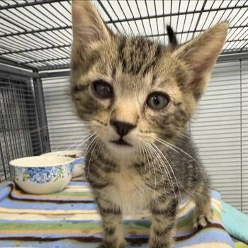 Basil (26-5135) -  Domestic Short Hair Cat for Adoption in Fort Smith, Arkansas - Basil (26-5135) | PetCurious
