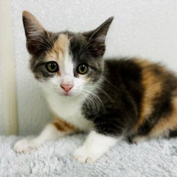 Puddin -  Domestic Short Hair Cat for Adoption in Lebanon, Missouri - Puddin | PetCurious