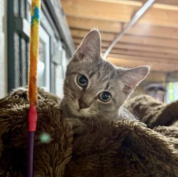 Ace -  Domestic Short Hair Cat for Adoption in Ashland, Ohio - Ace | PetCurious