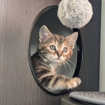 Domestic Short Hair Cats Available for Adoption in Johnson City, Tennessee - Elizabeth | PetCurious