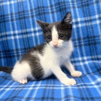 Bubbles -  Domestic Short Hair Cat Available for Adoption in Jupiter, Florida - Bubbles | PetCurious