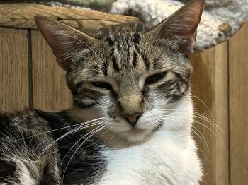 Junior -A Sweet, Mellow Girl Ready for Her Forever Home - Courte -  Domestic Short Hair Cat for Adoption in Prescott, Arizona - Junior -A Sweet, Mellow Girl Ready For Her Forever Home - Courte | PetCurious