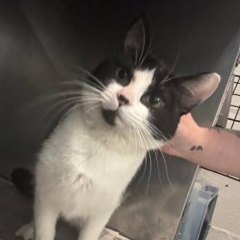 Domestic Short Hair Cats Available for Adoption in Clanton, Alabama - Gus Gus | PetCurious