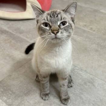 Siamese Cats Available for Adoption - Whisper | PetCurious