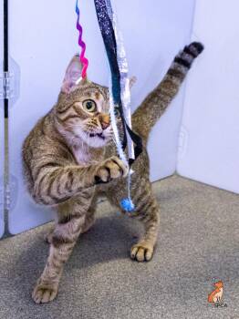 Patricia -  Domestic Short Hair Cat for Adoption in Roanoke, Virginia - Patricia | PetCurious
