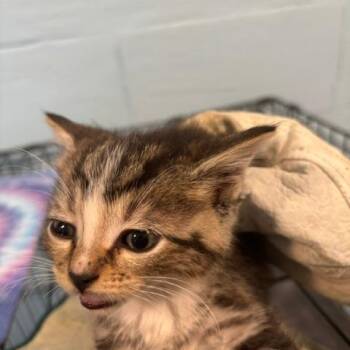 Domestic Short Hair Cats Available for Adoption in Gordonsville, Tennessee - Scotch | PetCurious