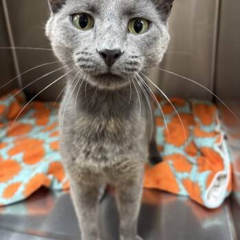 Ash -  Domestic Short Hair Cat for Adoption in Carthage, Mississippi - Ash | PetCurious