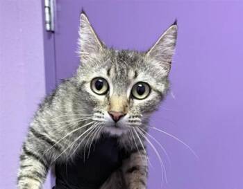 Domestic Short Hair Cats Available for Adoption in El Paso, Texas - 60946586 | PetCurious