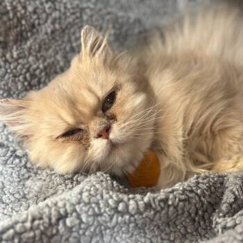 Royce -  Persian Cat for Adoption in Port Washington, New York - Royce | PetCurious