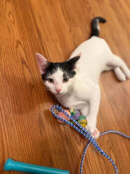 Rescue Domestic Short Hair Cats for Adoption in Nashville, Tennessee - Kosmo | PetCurious