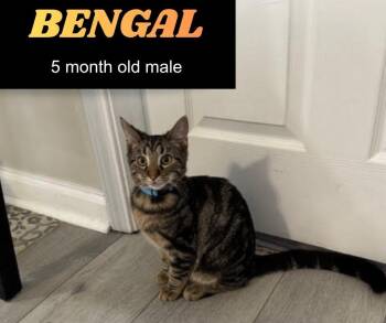 Rescue Domestic Short Hair Cats for Adoption in Roachdale, Indiana - Bengal | PetCurious