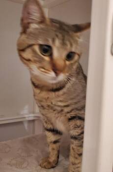 Sizzle 0117 -  Domestic Short Hair Cat Available for Adoption in Dallas, Texas - Sizzle 0117 | PetCurious