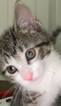 Domestic Short Hair Cats Available for Adoption in Evans, Georgia - Feather | PetCurious