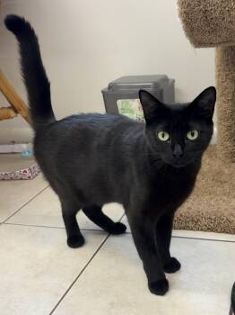 Persephone -  Domestic Short Hair Cat for Adoption in Peconic, New York - Persephone | PetCurious